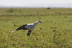 secretary bird