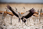 secretarybird