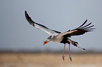 secretarybird