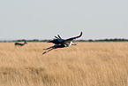 secretarybird