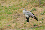 secretarybird