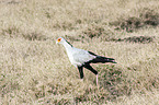 secretarybird