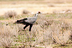 secretarybird