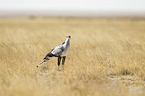 secretarybird