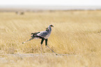 secretarybird