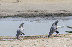 secretarybirds