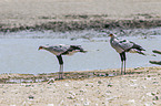 secretarybirds