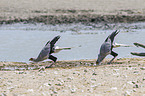 secretarybirds