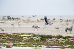 secretarybird