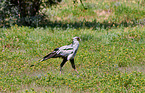 secretarybird