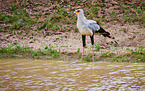 secretarybird