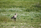 Secretary Bird