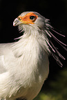 secretarybird