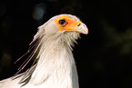 secretarybird