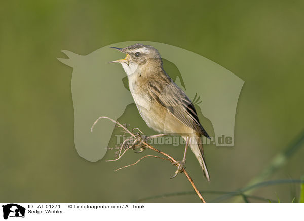 Sedge Warbler / AT-01271