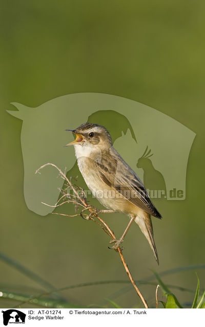 Schilfrohrsnger / Sedge Warbler / AT-01274
