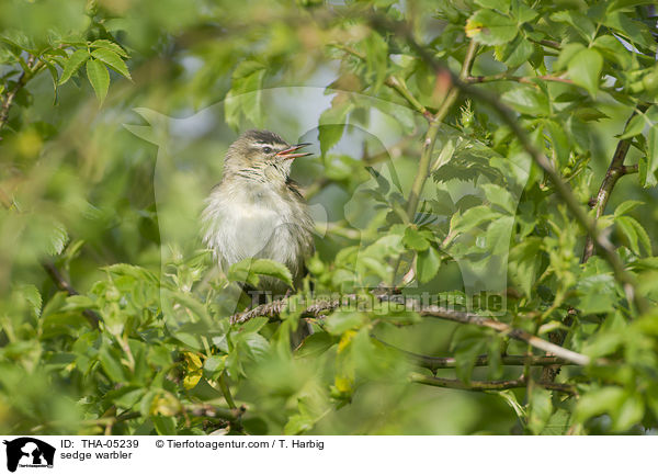 Schilfrohrsnger / sedge warbler / THA-05239