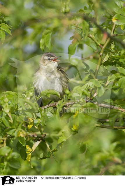 Schilfrohrsnger / sedge warbler / THA-05240