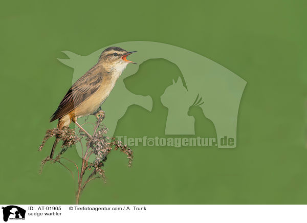 sedge warbler / AT-01905