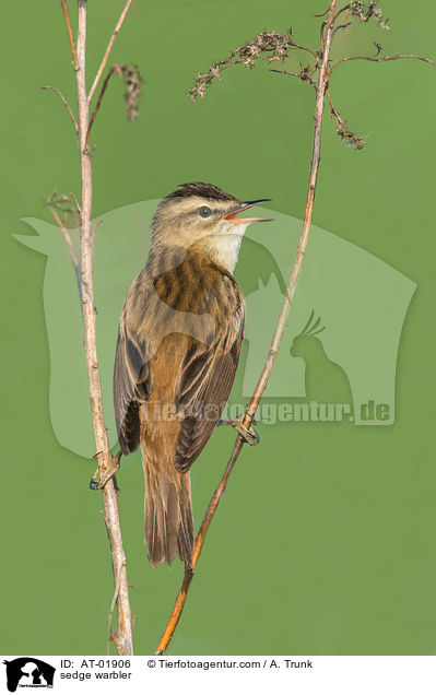 Schilfrohrsnger / sedge warbler / AT-01906