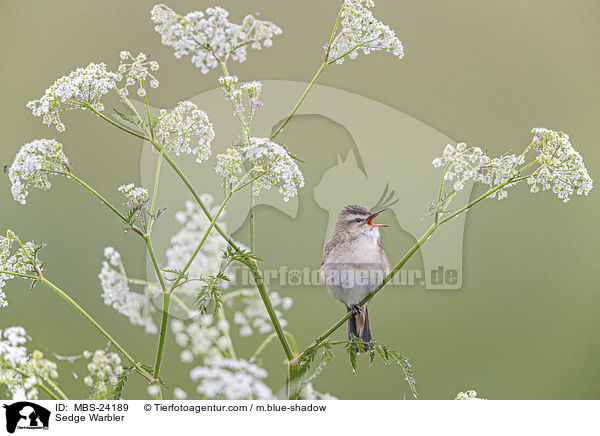 Sedge Warbler / MBS-24189