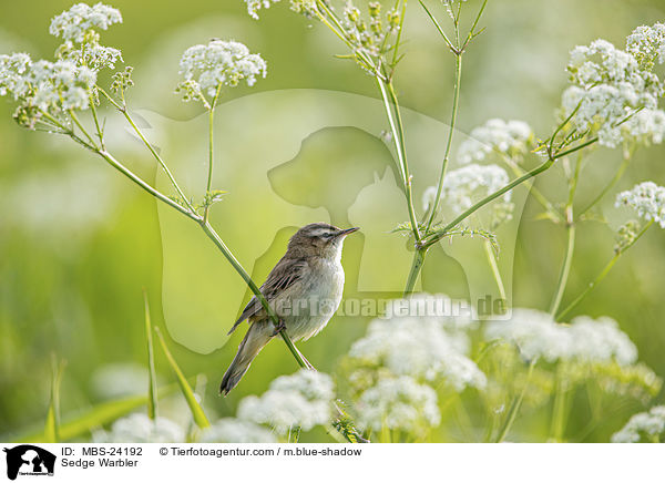 Schilfrohrsnger / Sedge Warbler / MBS-24192