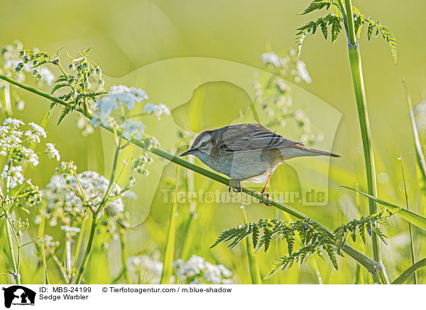Schilfrohrsnger / Sedge Warbler / MBS-24199