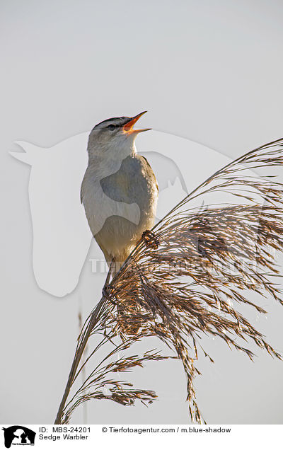 Sedge Warbler / MBS-24201