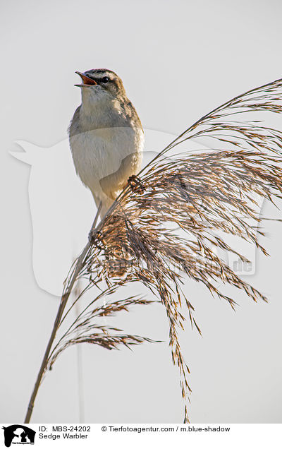 Sedge Warbler / MBS-24202