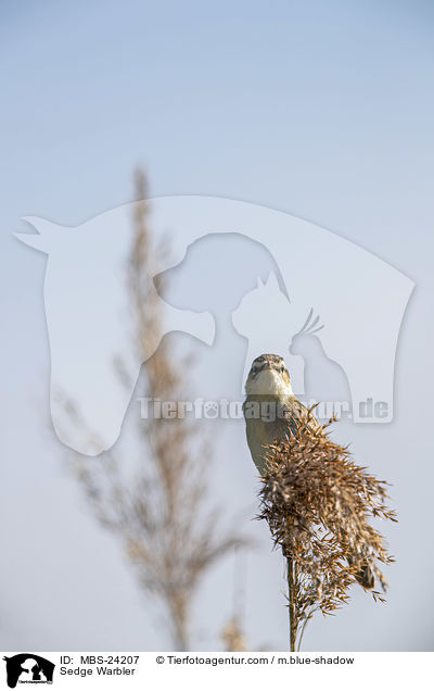 Schilfrohrsnger / Sedge Warbler / MBS-24207