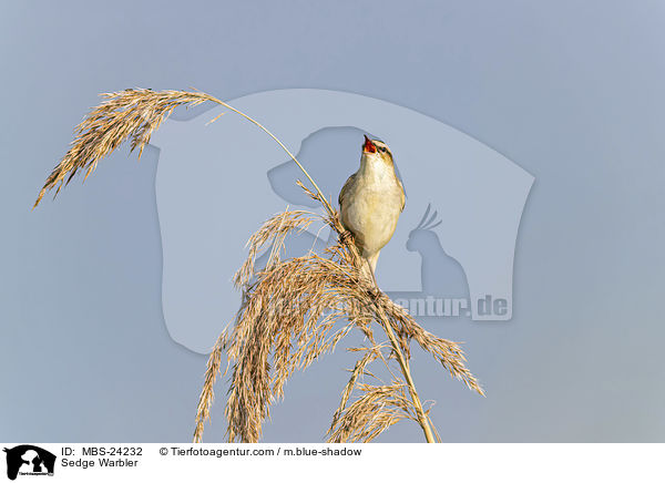 Sedge Warbler / MBS-24232