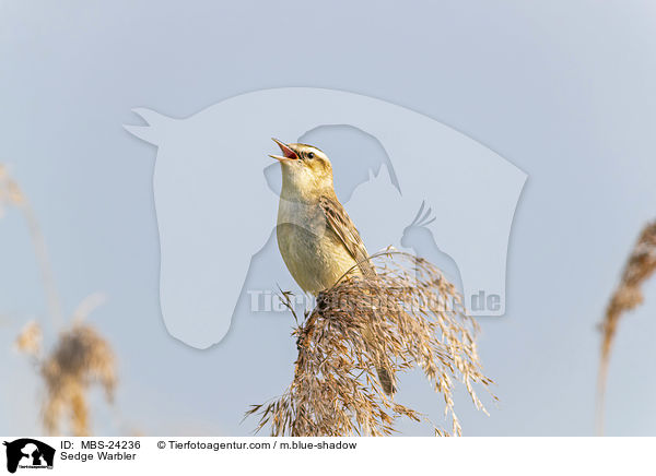 Schilfrohrsnger / Sedge Warbler / MBS-24236