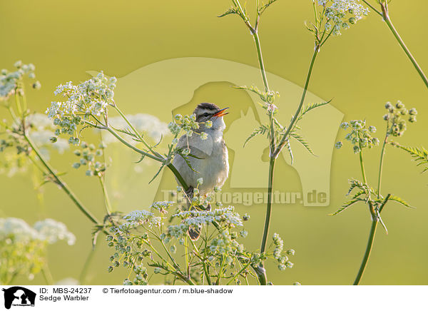 Schilfrohrsnger / Sedge Warbler / MBS-24237