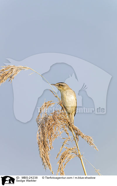 Sedge Warbler / MBS-24238