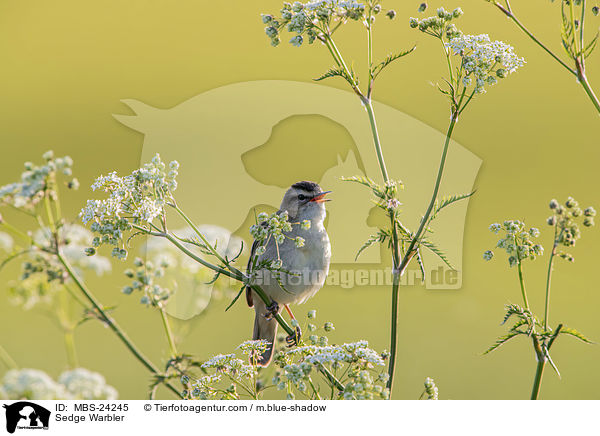 Schilfrohrsnger / Sedge Warbler / MBS-24245