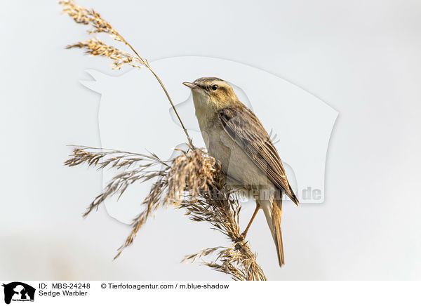 Sedge Warbler / MBS-24248