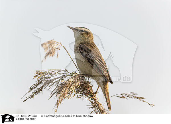 Schilfrohrsnger / Sedge Warbler / MBS-24253