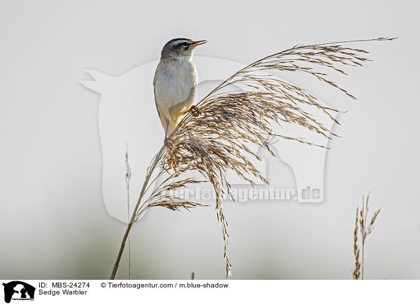 Schilfrohrsnger / Sedge Warbler / MBS-24274