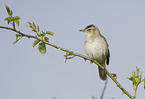 sedge warbler