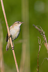 sedge warbler