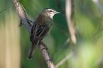 sedge warbler