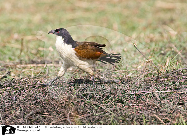 Senegal-Spornkuckuck / Senegal coucal / MBS-03947