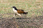 Senegal coucal