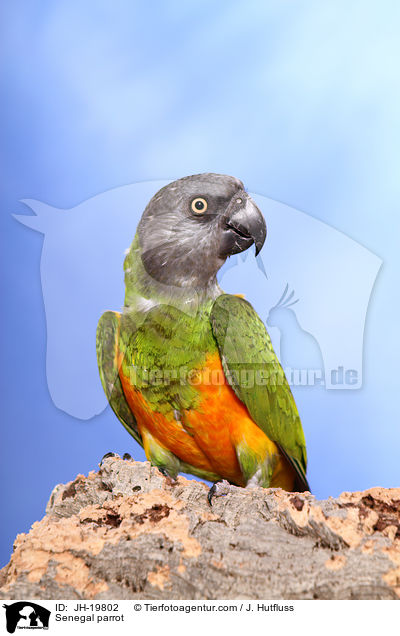 Senegal parrot / JH-19802