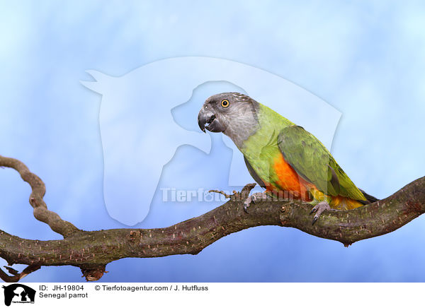 Mohrenkopfpapagei / Senegal parrot / JH-19804