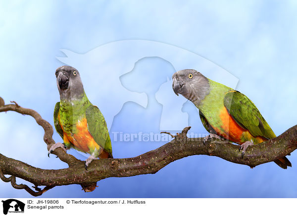 Mohrenkopfpapageien / Senegal parrots / JH-19806