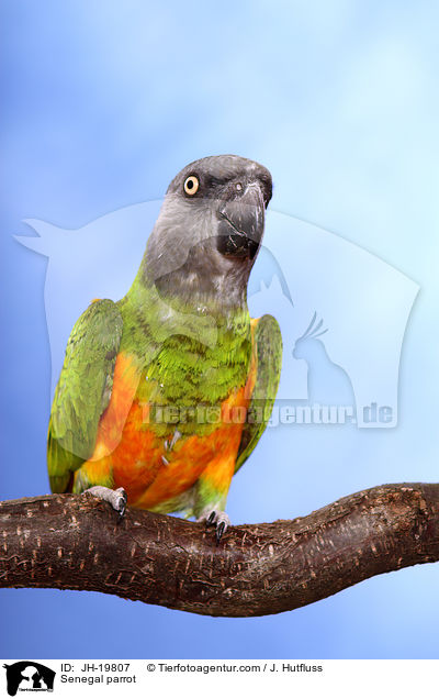 Mohrenkopfpapagei / Senegal parrot / JH-19807