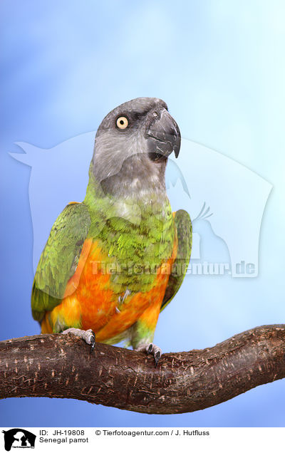 Mohrenkopfpapagei / Senegal parrot / JH-19808