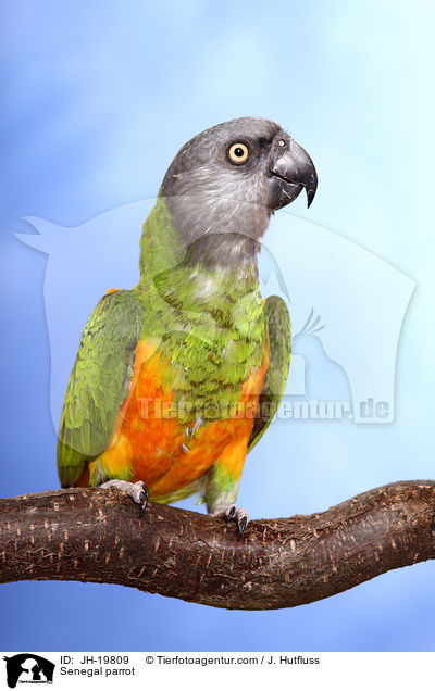 Senegal parrot / JH-19809