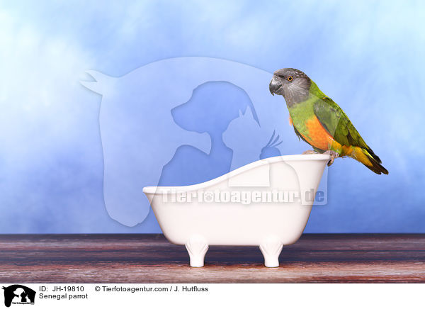 Senegal parrot / JH-19810